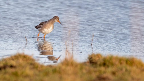 A brown and white bird with orange legs walking in a marshy pool